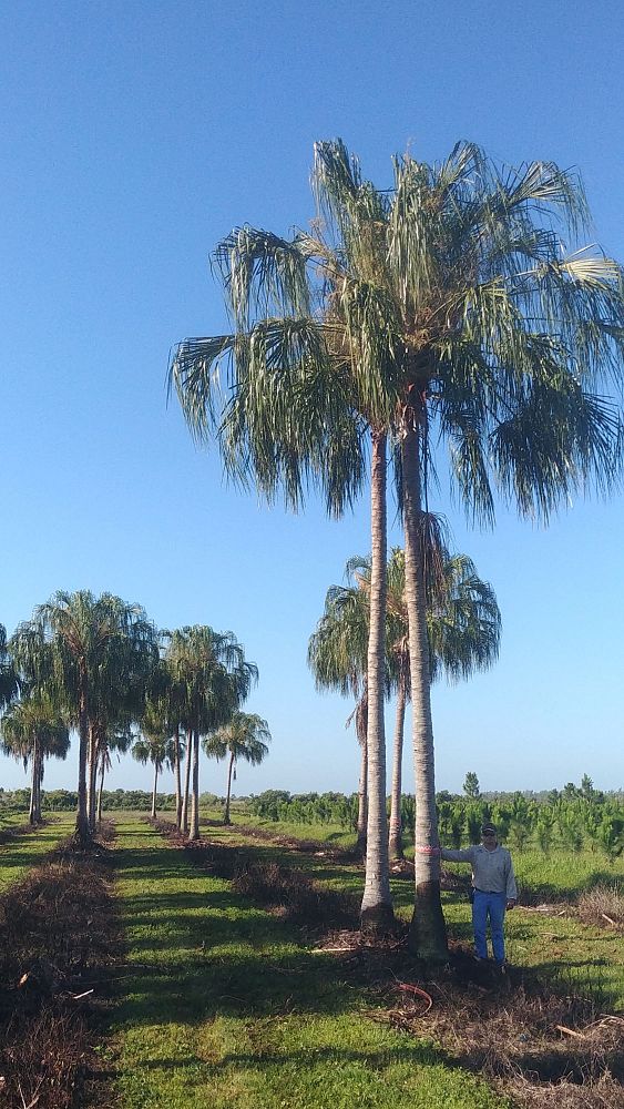 livistona-decora-ribbon-fan-palm-weeping-cabbage-palm