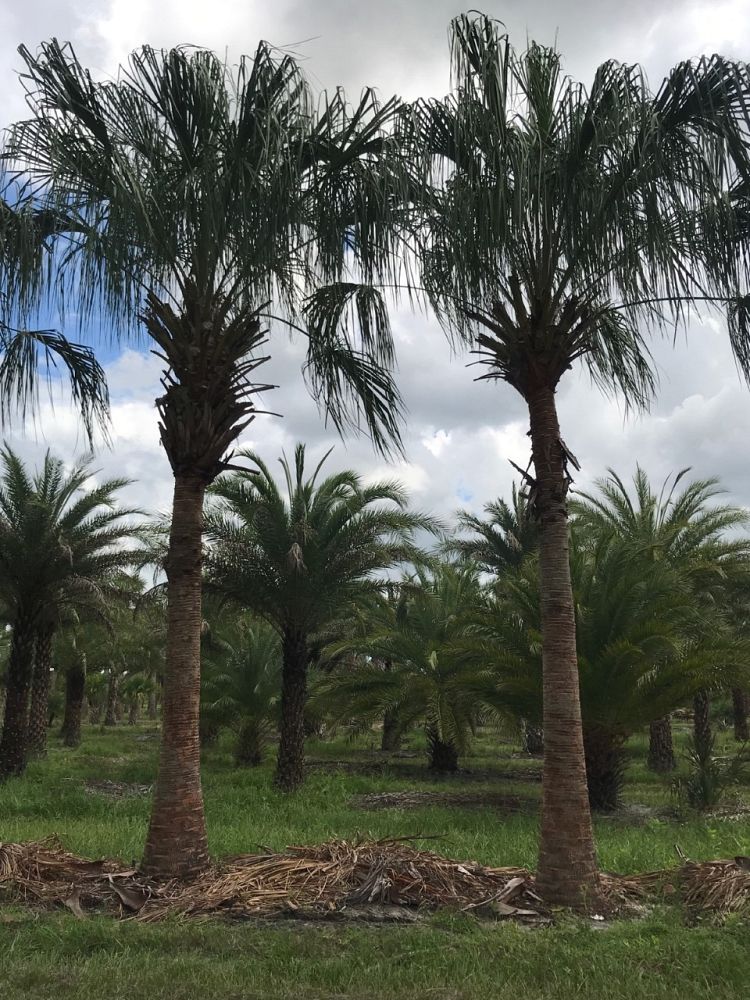 livistona-decora-ribbon-fan-palm-weeping-cabbage-palm