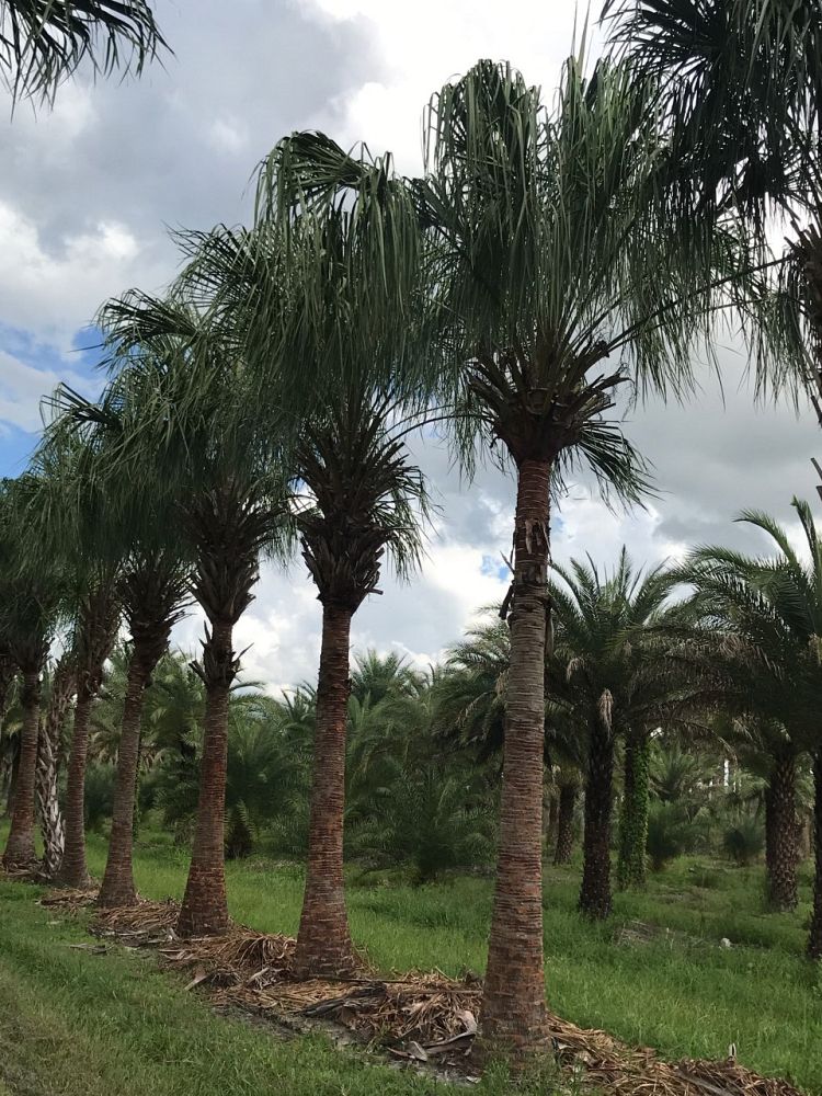 livistona-decora-ribbon-fan-palm-weeping-cabbage-palm