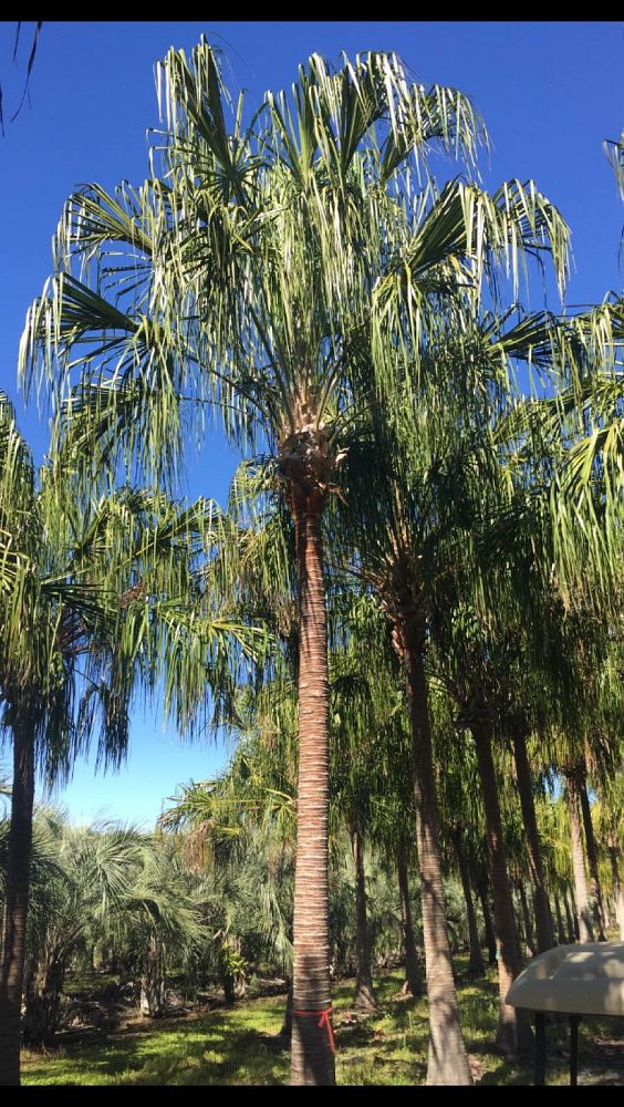 livistona-decora-ribbon-fan-palm-weeping-cabbage-palm