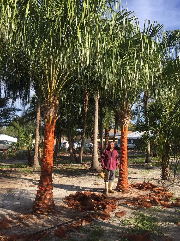 livistona-decora-ribbon-fan-palm-weeping-cabbage-palm