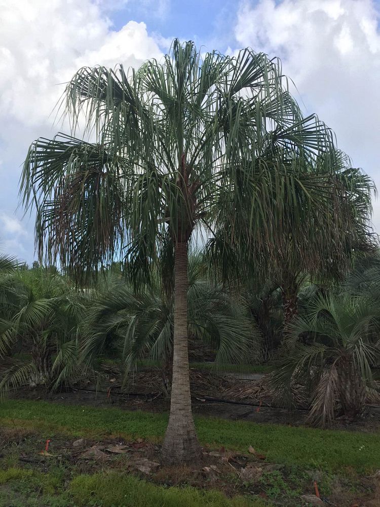 livistona-decora-ribbon-fan-palm-weeping-cabbage-palm
