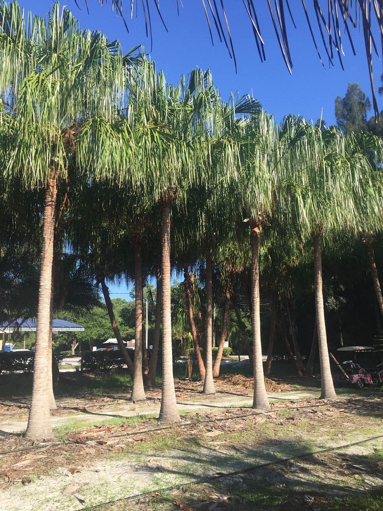 livistona-decora-ribbon-fan-palm-weeping-cabbage-palm