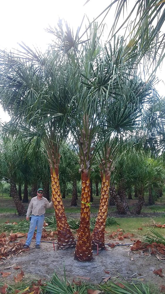 livistona-decora-ribbon-fan-palm-weeping-cabbage-palm