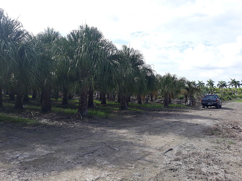 livistona-decora-ribbon-fan-palm-weeping-cabbage-palm