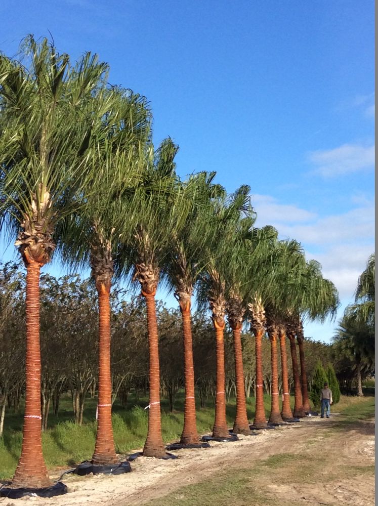 livistona-decora-ribbon-fan-palm-weeping-cabbage-palm