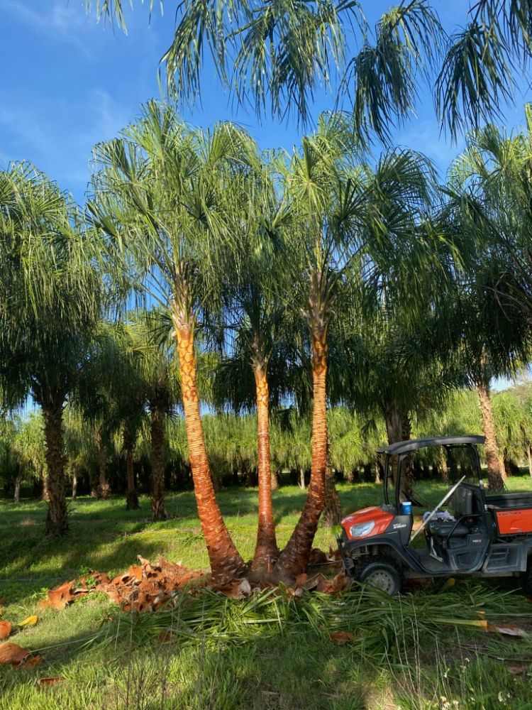livistona-decora-ribbon-fan-palm-weeping-cabbage-palm