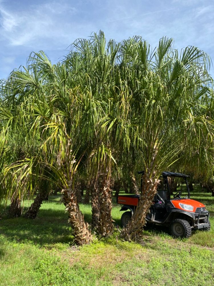 livistona-decora-ribbon-fan-palm-weeping-cabbage-palm