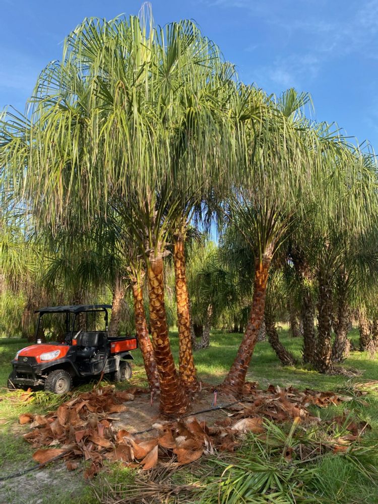 livistona-decora-ribbon-fan-palm-weeping-cabbage-palm
