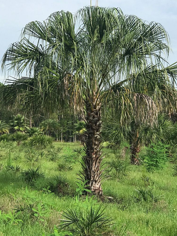 livistona-decora-ribbon-fan-palm-weeping-cabbage-palm