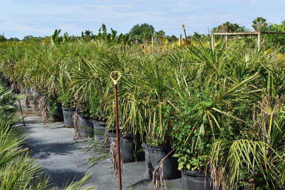 livistona-decora-ribbon-fan-palm-weeping-cabbage-palm