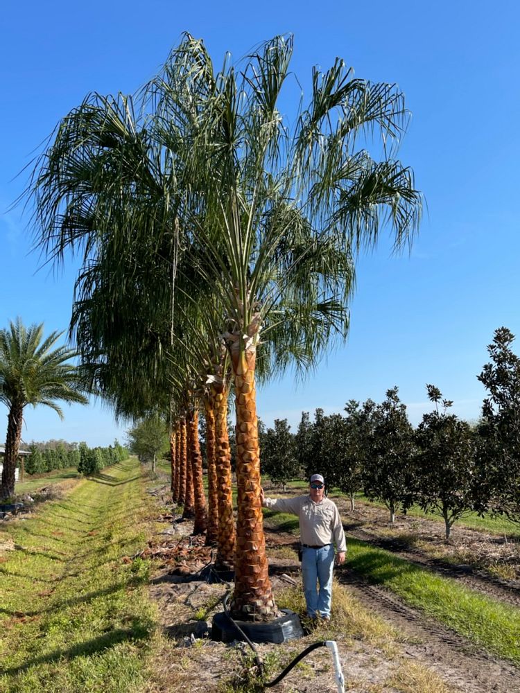 livistona-decora-ribbon-fan-palm-weeping-cabbage-palm