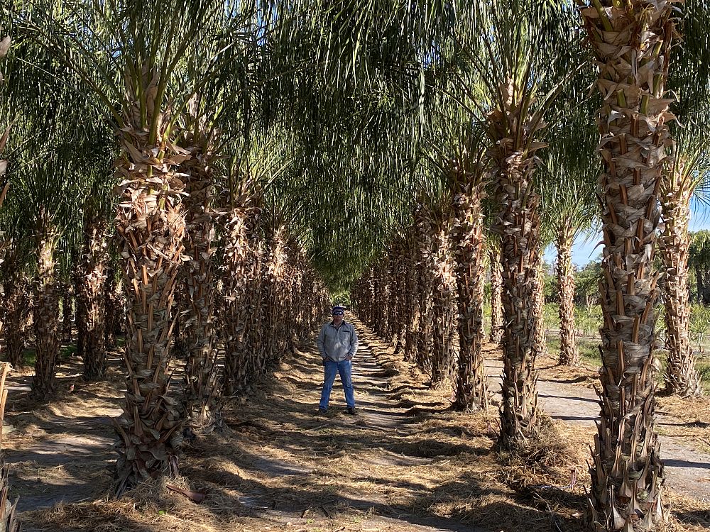 livistona-decora-ribbon-fan-palm-weeping-cabbage-palm