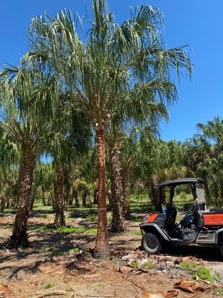 livistona-decora-ribbon-fan-palm-weeping-cabbage-palm
