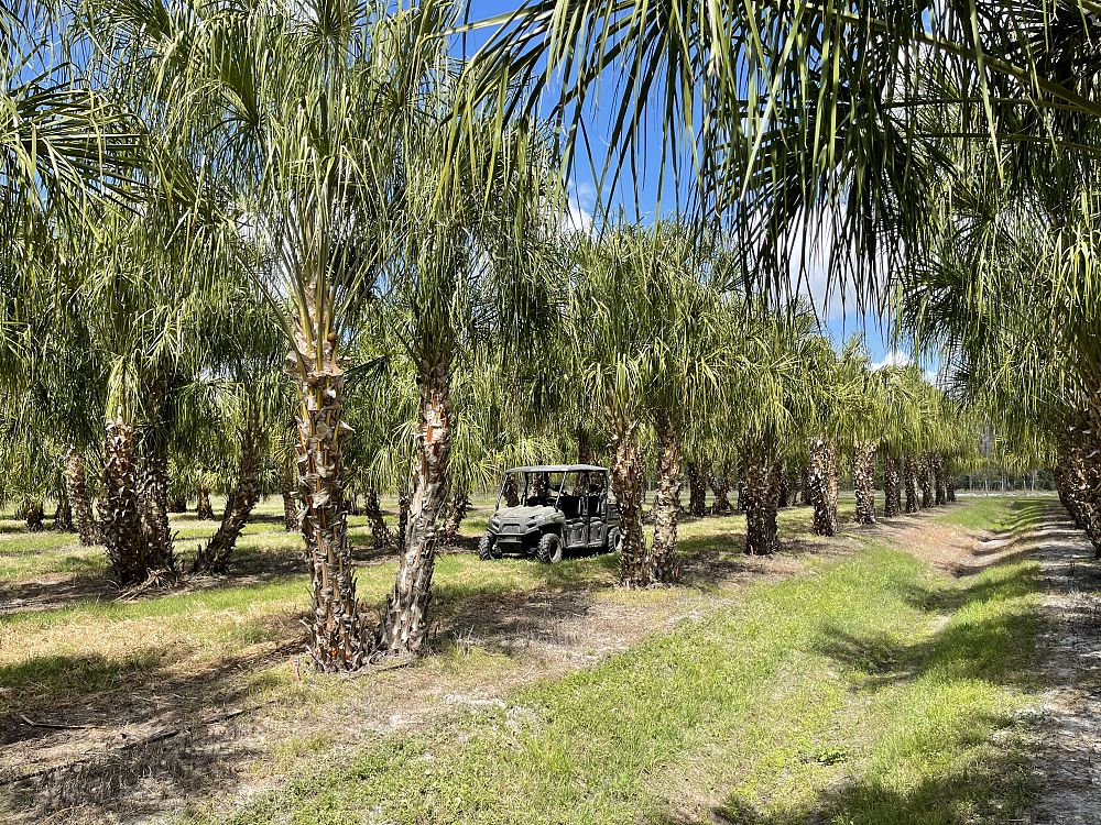 livistona-decora-ribbon-fan-palm-weeping-cabbage-palm