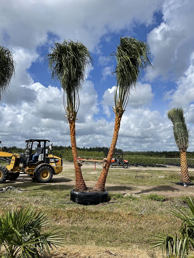 livistona-decora-ribbon-fan-palm-weeping-cabbage-palm