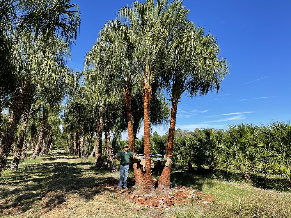 livistona-decora-ribbon-fan-palm-weeping-cabbage-palm