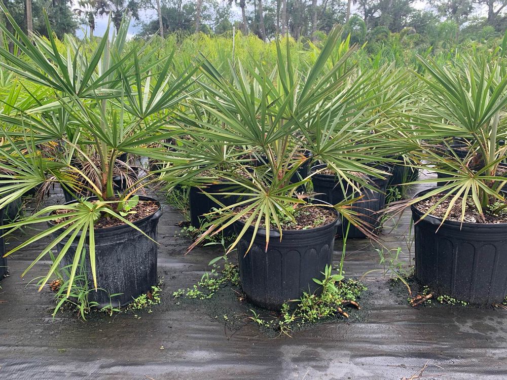 livistona-decora-ribbon-fan-palm-weeping-cabbage-palm
