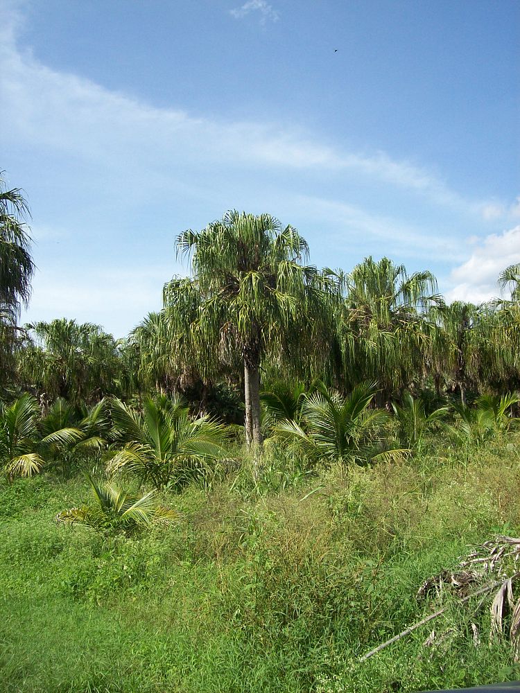 livistona-decora-ribbon-fan-palm-weeping-cabbage-palm