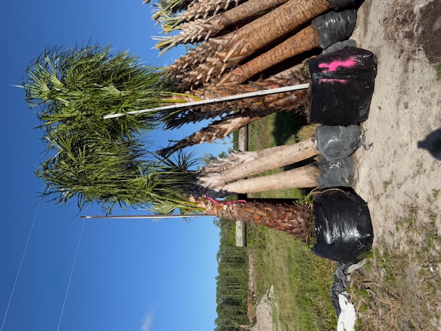 livistona-decora-ribbon-fan-palm-weeping-cabbage-palm
