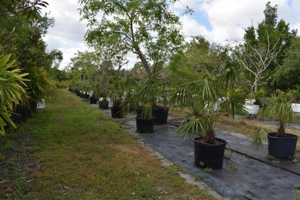 livistona-decora-ribbon-fan-palm-weeping-cabbage-palm