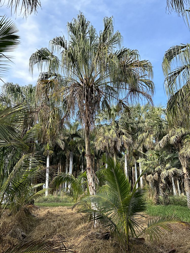 livistona-decora-ribbon-fan-palm-weeping-cabbage-palm