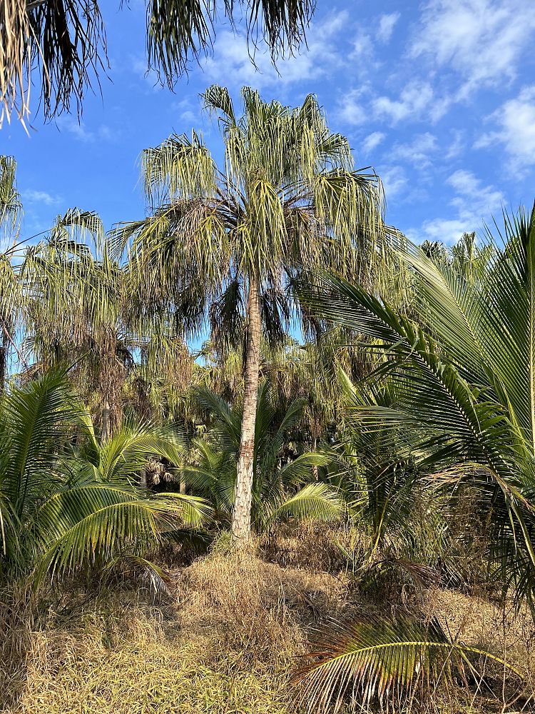 livistona-decora-ribbon-fan-palm-weeping-cabbage-palm
