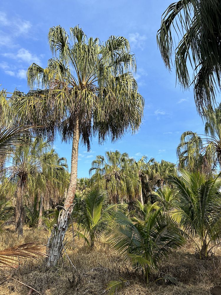 livistona-decora-ribbon-fan-palm-weeping-cabbage-palm
