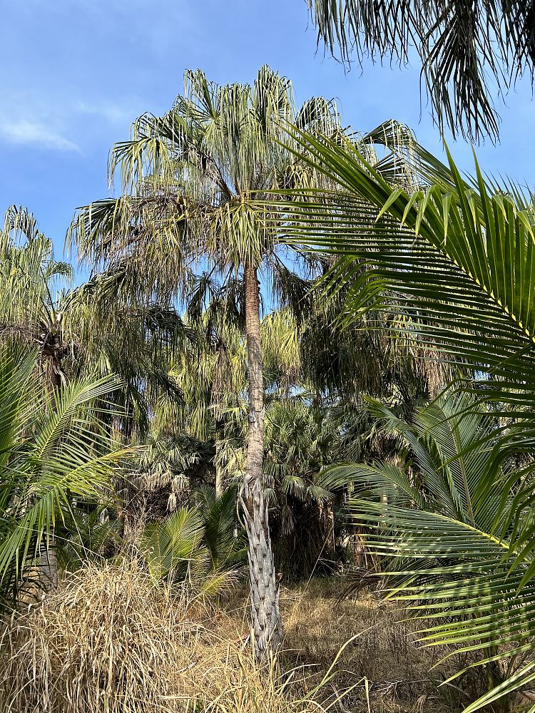 livistona-decora-ribbon-fan-palm-weeping-cabbage-palm