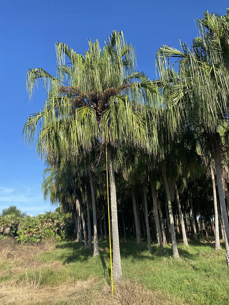 livistona-decora-ribbon-fan-palm-weeping-cabbage-palm