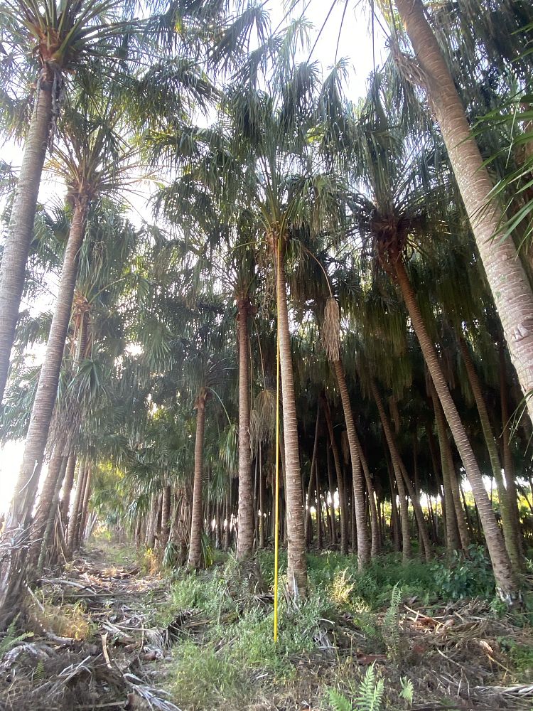 livistona-decora-ribbon-fan-palm-weeping-cabbage-palm
