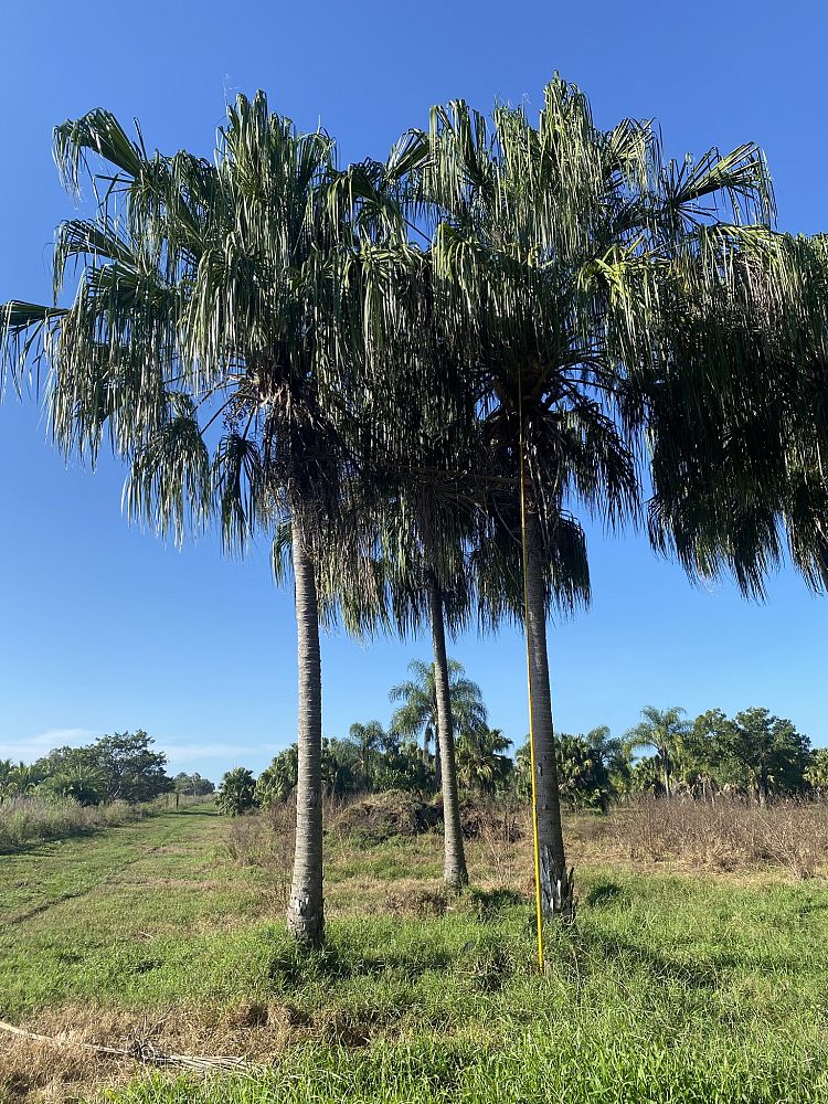 livistona-decora-ribbon-fan-palm-weeping-cabbage-palm