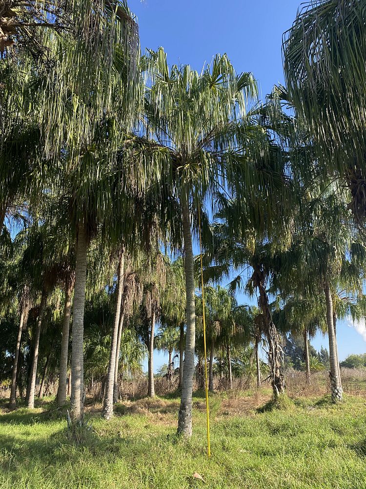 livistona-decora-ribbon-fan-palm-weeping-cabbage-palm