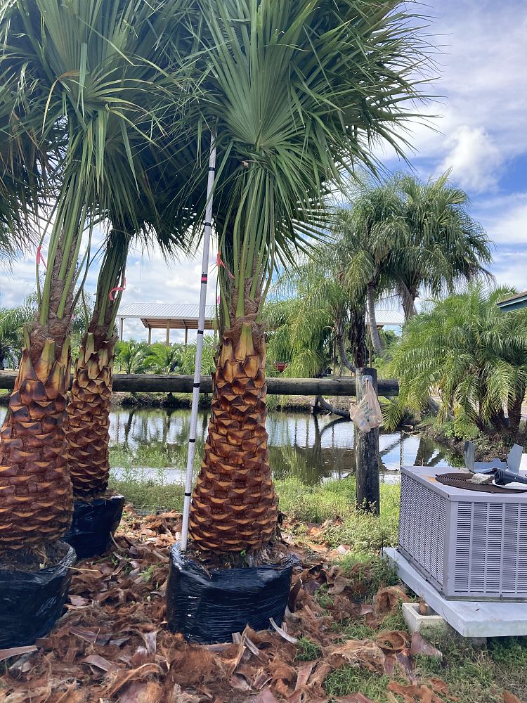 livistona-decora-ribbon-fan-palm-weeping-cabbage-palm
