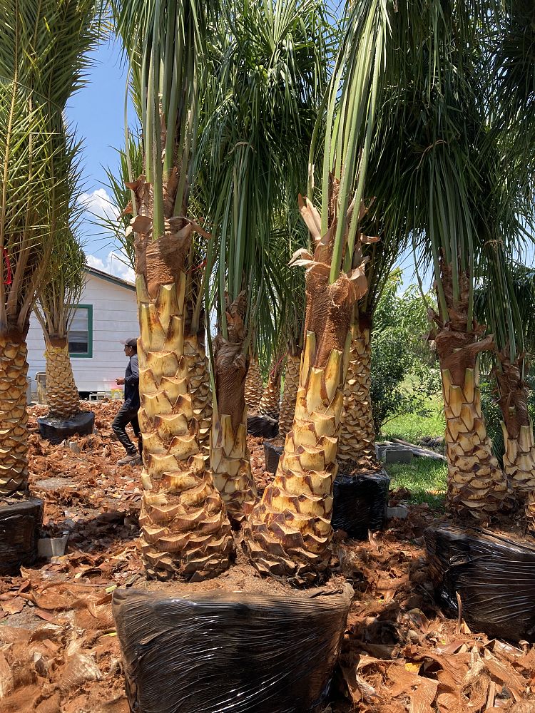 livistona-decora-ribbon-fan-palm-weeping-cabbage-palm