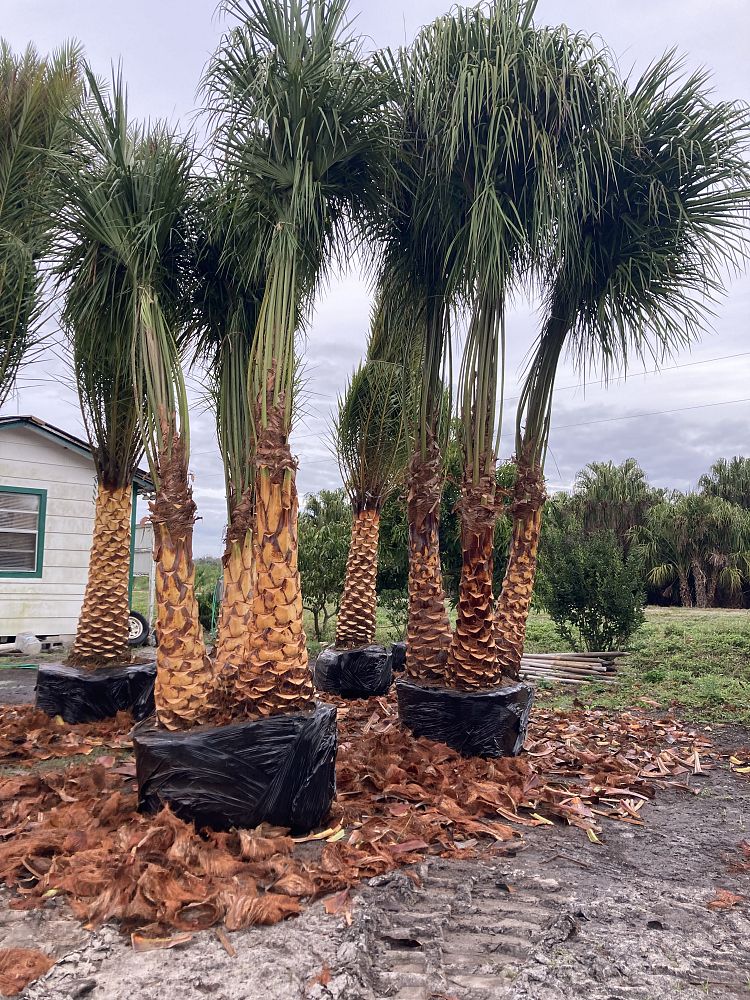 livistona-decora-ribbon-fan-palm-weeping-cabbage-palm