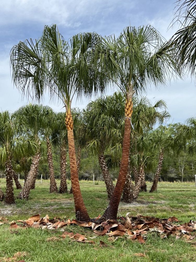 livistona-decora-ribbon-fan-palm-weeping-cabbage-palm