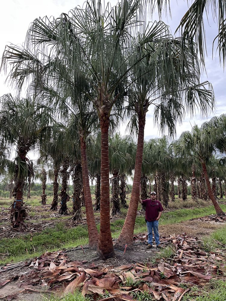 livistona-decora-ribbon-fan-palm-weeping-cabbage-palm