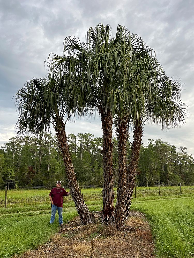 livistona-decora-ribbon-fan-palm-weeping-cabbage-palm