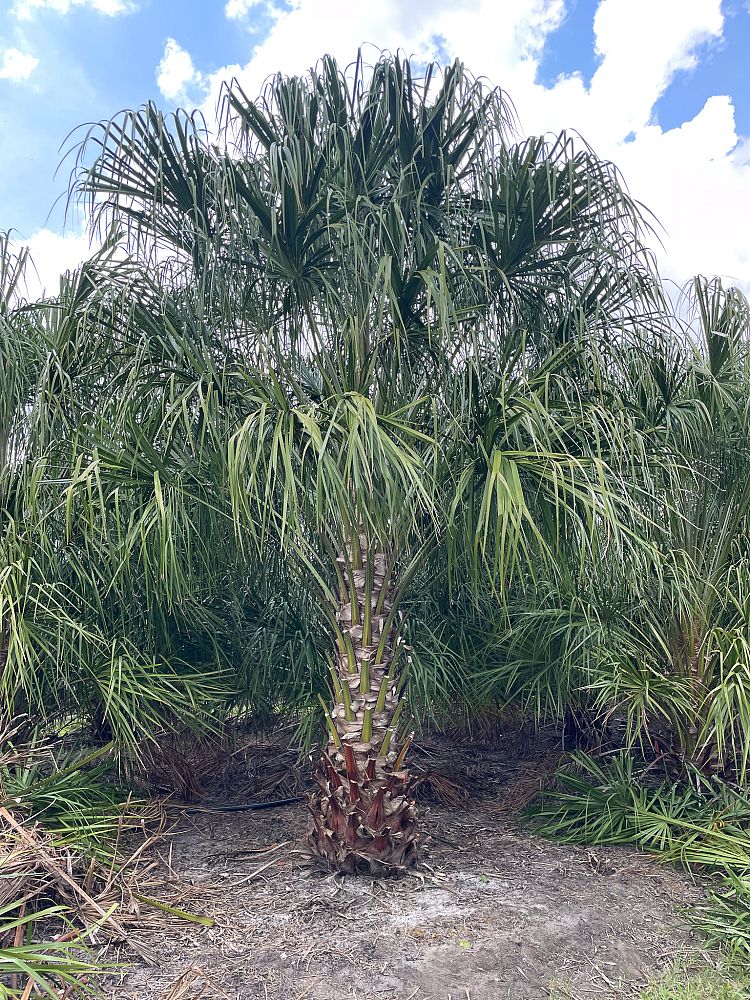 livistona-decora-ribbon-fan-palm-weeping-cabbage-palm
