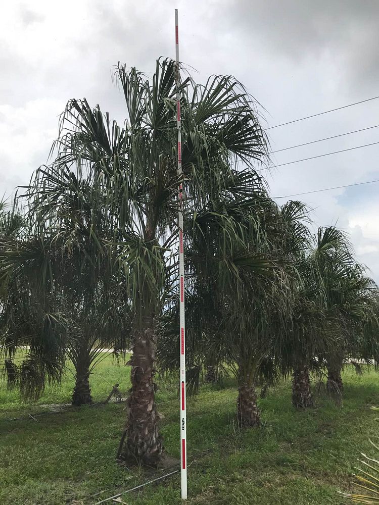 livistona-decora-ribbon-fan-palm-weeping-cabbage-palm