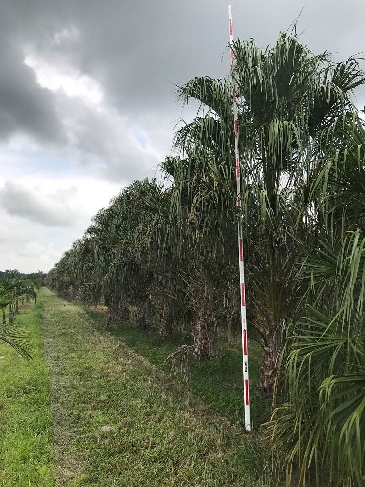 livistona-decora-ribbon-fan-palm-weeping-cabbage-palm