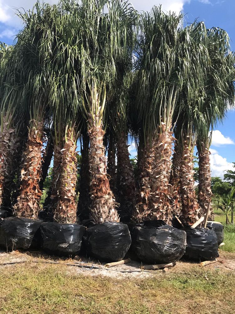 livistona-decora-ribbon-fan-palm-weeping-cabbage-palm