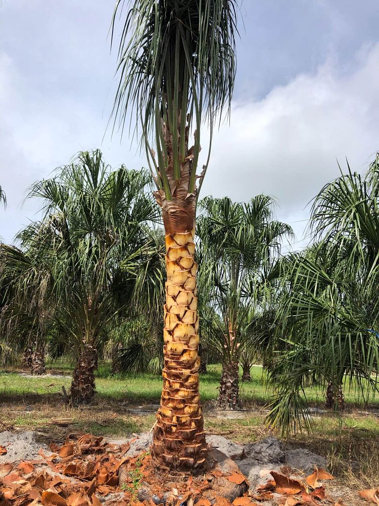livistona-decora-ribbon-fan-palm-weeping-cabbage-palm