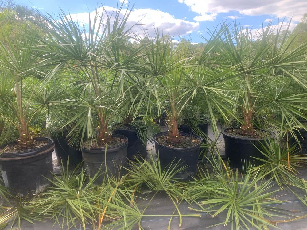 livistona-decora-ribbon-fan-palm-weeping-cabbage-palm