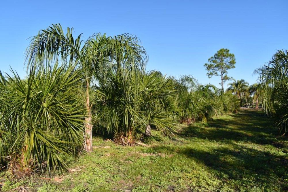 livistona-decora-ribbon-fan-palm-weeping-cabbage-palm