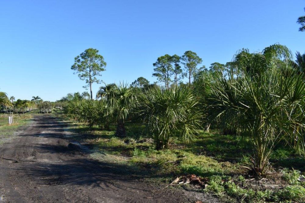 livistona-decora-ribbon-fan-palm-weeping-cabbage-palm
