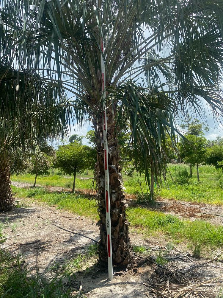 livistona-decora-ribbon-fan-palm-weeping-cabbage-palm