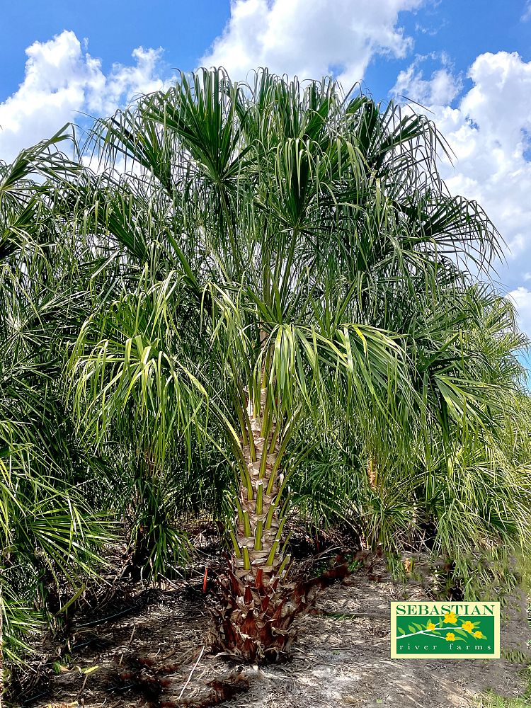 livistona-decora-ribbon-fan-palm-weeping-cabbage-palm