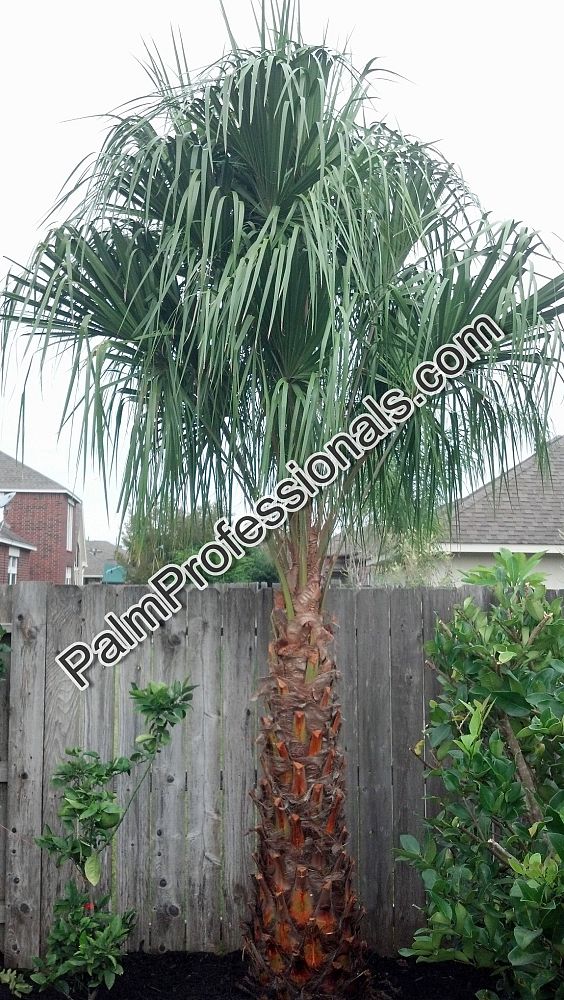 livistona-decora-ribbon-fan-palm-weeping-cabbage-palm
